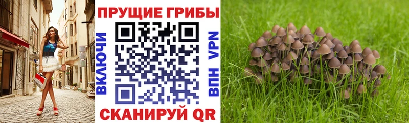 Псилоцибиновые грибы MAGIC MUSHROOMS  наркотики  Яхрома 